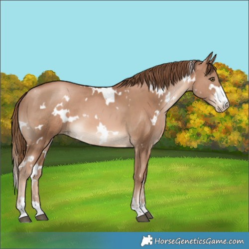 Horse Color:White Spotted Liver Chestnut Pearl 
