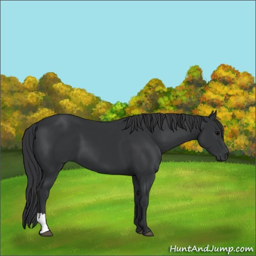 Horse Color:Black 