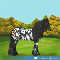 Horse Color:Black Appaloosa 