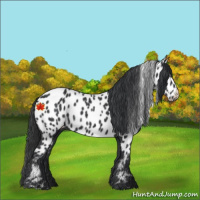 Horse Color:Black Appaloosa 
