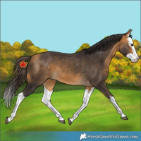 Horse Color:Unknown 