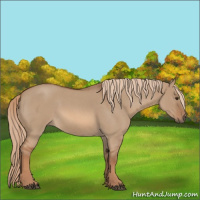 Horse Color:Unknown 