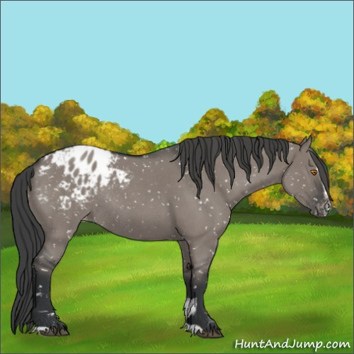 Horse Color:Grullo Roan Sabino Appaloosa Rabicano 