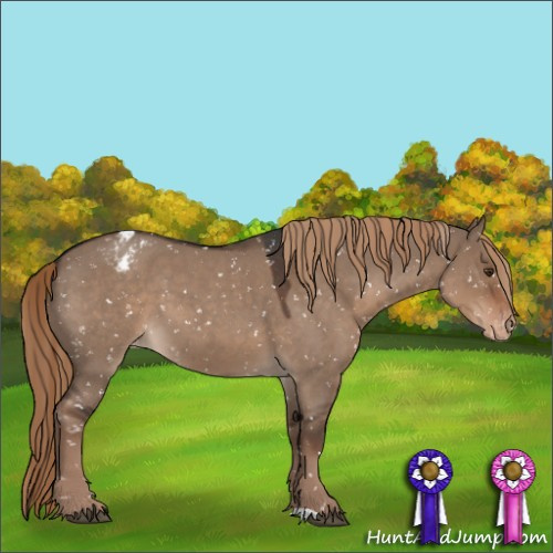 Horse Color:Liver Red Dun Roan Appaloosa 