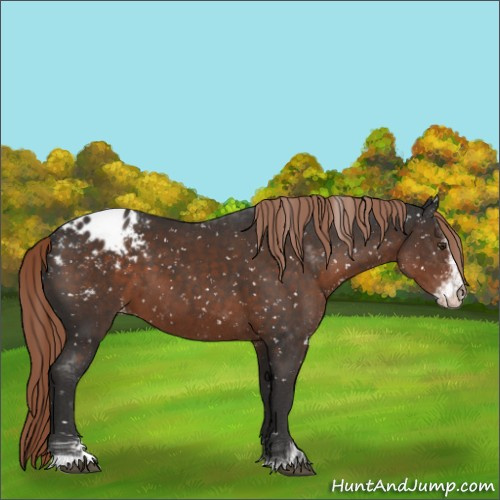Horse Color:Liver Chestnut Sabino Appaloosa 