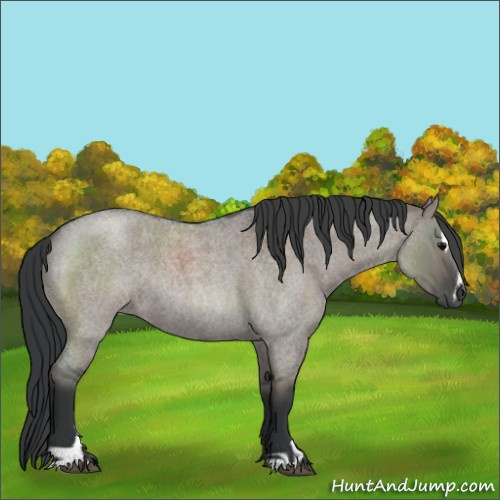 Horse Color:Grullo Roan Sabino Rabicano 