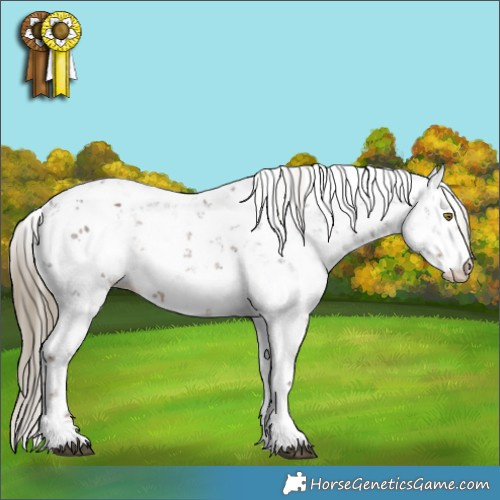 Horse Color:Liver Chestnut Sabino Appaloosa 