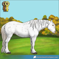 Horse Color:Liver Chestnut Sabino Appaloosa 