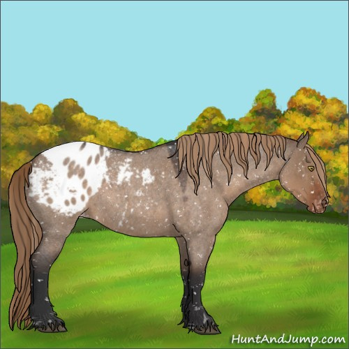 Horse Color:Liver Red Dun Roan Appaloosa 