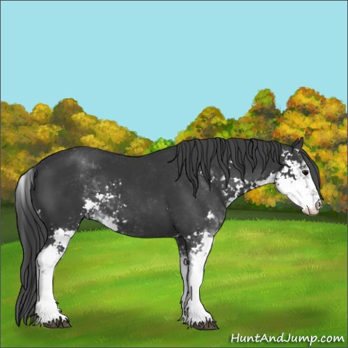 Horse Color:Black Sabino 