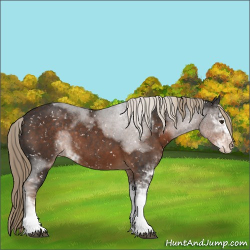 Horse Color:Liver Chestnut Sabino Appaloosa 