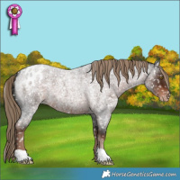 Horse Color:Liver Red Roan Snowflake Varnish