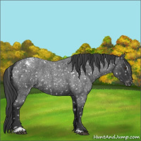 Horse Color:Blue Roan Sabino Appaloosa Rabicano