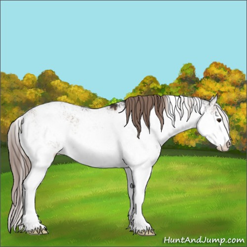 Horse Color:Liver Red Dun Sabino Appaloosa Rabicano 