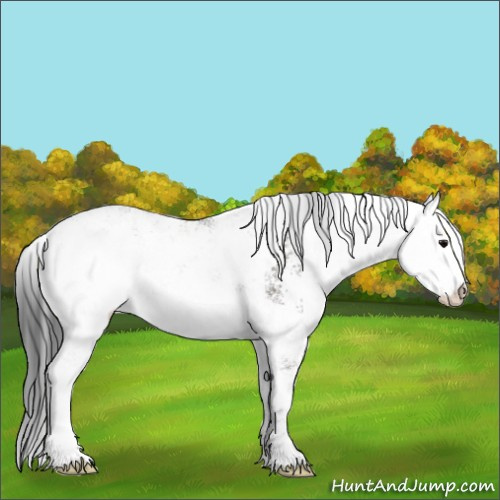 Horse Color:Grullo Sabino Appaloosa Rabicano 