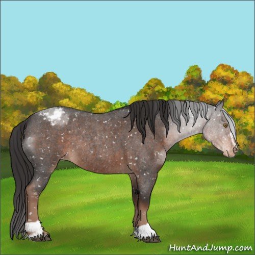 Horse Color:Liver Red Roan Sabino Appaloosa Rabicano 