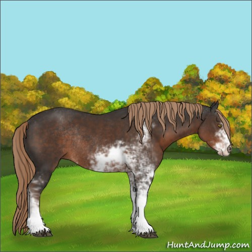 Horse Color:Liver Chestnut Sabino Rabicano 