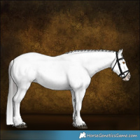 Horse Color:Grullo Sabino Appaloosa Rabicano