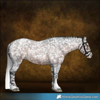 Horse Color:Brown Roan Sabino Appaloosa Rabicano 