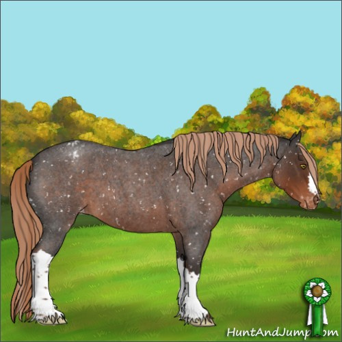 Horse Color:Liver Red Roan Appaloosa 