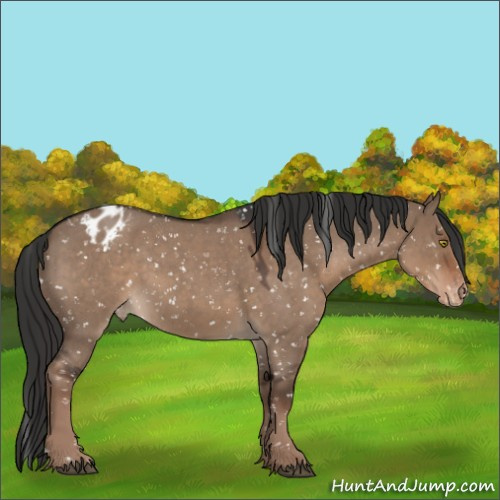 Horse Color:Liver Red Dun Roan Appaloosa Rabicano 