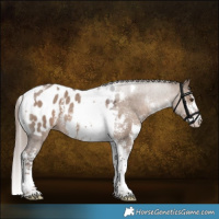 Horse Color:Liver Red Dun Sabino Tobiano Appaloosa Rabicano 