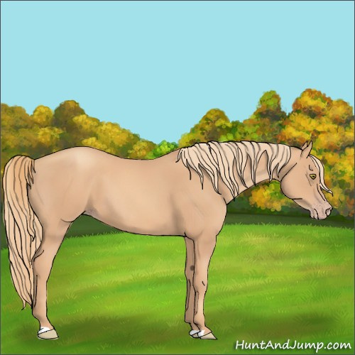 Horse Color:Gold Champagne