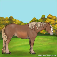 Horse Color:Unknown 