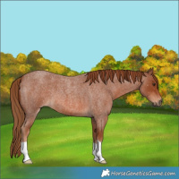 Horse Color:Red Roan 