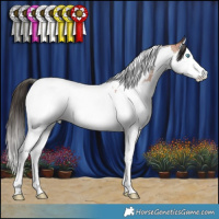 Horse Color:Bay Roan Splash Tobiano