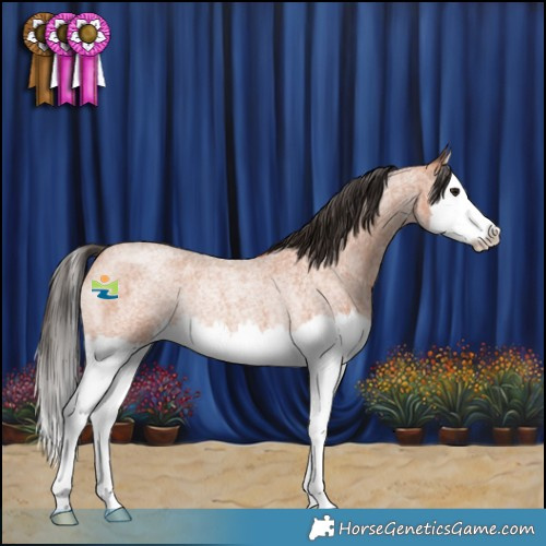 Horse Color:Bay Roan Splash Rabicano 