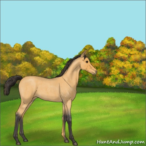 Horse Color:Buckskin Roan 