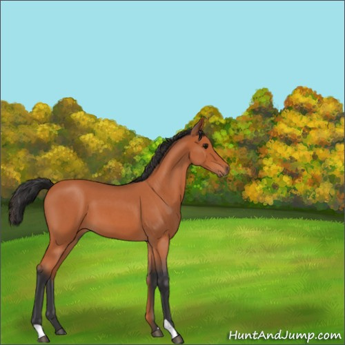 Horse Color:Bay Roan 