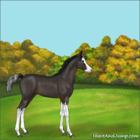 Horse Color:Gray Brown Roan Splash 