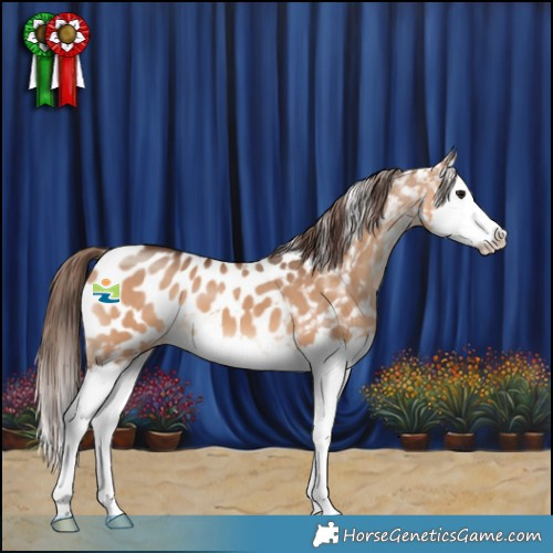 Horse Color:Bay Dun Splash Appaloosa 