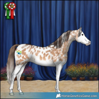 Horse Color:Bay Dun Splash Appaloosa 