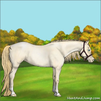 Horse Color:Buckskin Roan Pearl  and Buckskin Roan Pearl 