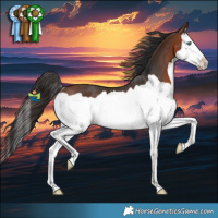 Horse Color:Brown Splash Rabicano