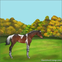 Horse Color:Brown Tobiano 