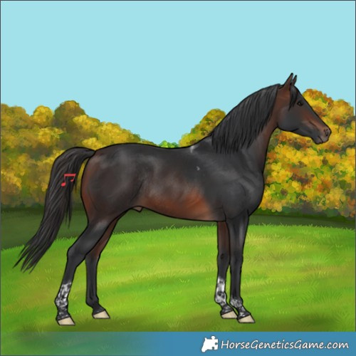 Horse Color:Brown Tobiano Rabicano 