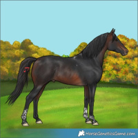 Horse Color:Brown Tobiano Rabicano