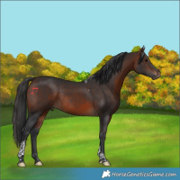 Horse Color:Brown Tobiano Rabicano