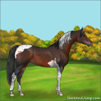 Horse Color:Brown Tobiano 