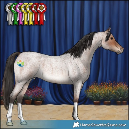 Horse Color:Brown Roan 