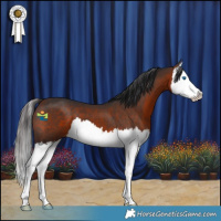 Horse Color:Bay Sabino Splash 