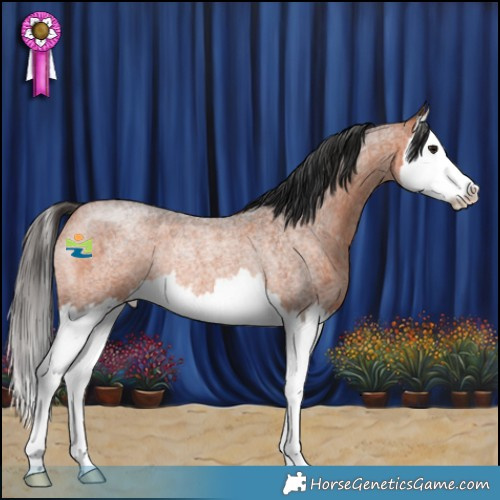 Horse Color:Bay Roan Splash Rabicano 
