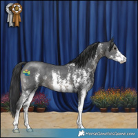 Horse Color:Black Sabino 