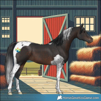 Horse Color:Brown Tobiano 