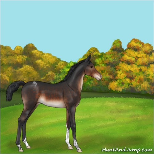 Horse Color:Brown Tobiano Appaloosa 