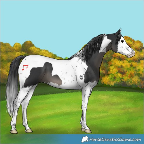 Horse Color:Black Sabino Splash Tobiano 